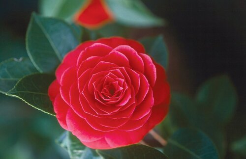 Camelia