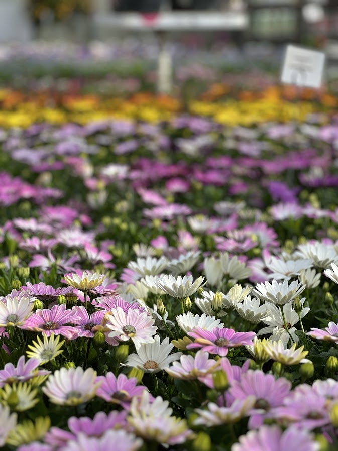 Fleur je terras op met perkplanten