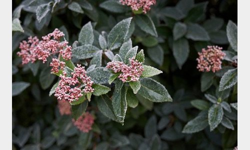 Nu doen: Meer wintergroen!