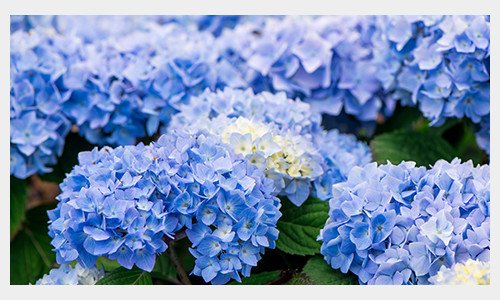 Het geheim van blauwe hortensia’s