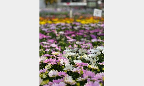 Fleur je terras op met perkplanten